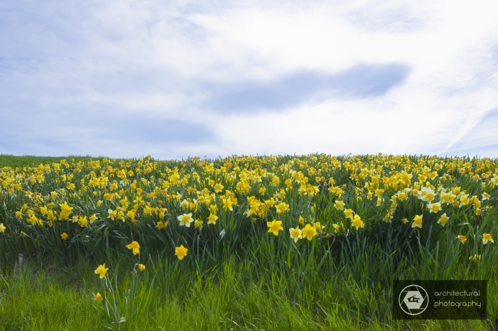 Daffodils and Sky